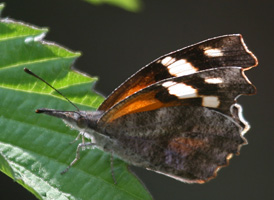 American Snout
